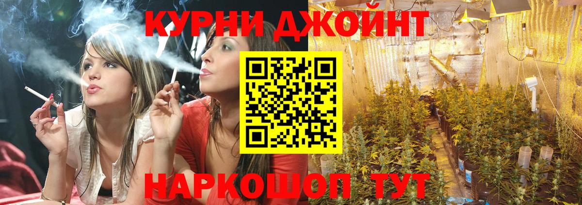 Канабис сатива Тверь